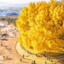 천과나무 이미지