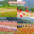 경남 하동 북천 양귀비축제 후기 주차장 입장료