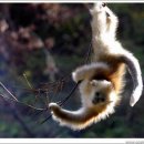 동물왕국 이미지