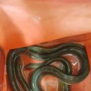 임진강민물장어 이미지