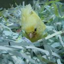 카나리아 이미지