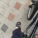 나주남평 코스모스밭, 꽃무지야생화촌 찐후기