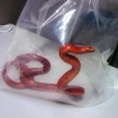 ﻿(JR도카이 뉴스) 신간선 코다마 642호 차량 좌석에서 뱀이 발견되어 운행 중지 - 뱀 포획되고 부상자 없음 [뱀 사진 첨부] 이미지