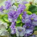 바이올렛 이미지