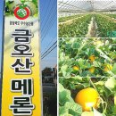 신토불이 금오산 양구 메론 50% 맛보기 이벤트 이미지