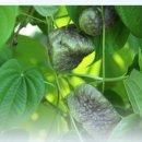 대원농장2 이미지