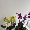 하나로꽃집 이미지