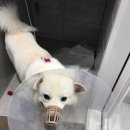 링크동물의료센터 이미지