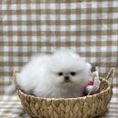 또바기 켄넬 이미지