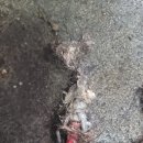 시장국밥 이미지