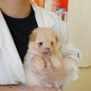 인천강아지분양 홍스퍼피 본점 이미지