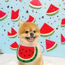 슈가바스 이미지