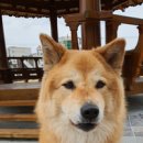 이바루트 이미지