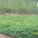 고향황토집 이미지