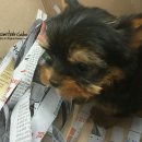 아이러브도그 이미지