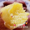 [공지] 레티풀마켓🍠🍎더 맛있어지고 착해진 밤고구마,홍로사과 지금 많이 드세요🍎🍠