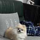 미사늘봄동물병원 이미지