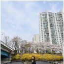 성내7교와 성내6교 사이 | 송파둘레길 벚꽃명소 성내천 벚꽃길 절정