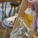 다송로72번길 | 다대포 애견카페 추천🐶 ｜숲속 감성 ‘꽃길만걷개’ 산책코스까지 완벽🌿