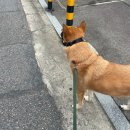 앞마당 어린이 공원 | [경기 광주] 반려견 운동장 대형견 프라이빗하게 이용한 후기 (촌크닉 마당대여)