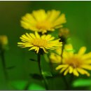 한국의 자원식물. 황금 부처 꽃, 금불초[旋覆花] 이미지