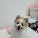 베베시앙 이미지