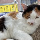서울대동물종합병원 네이버블로그
