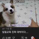 아기 강아지 입질교육 1타 강사 이미지