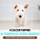 폭스 | 군산 강아지 눈 치료했는데 귀까지 좋아진 건성각결막염 치료 후기(고창 인근 동물병원)