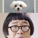 더데일리펫샵 이미지