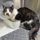 양양동물병원 이미지