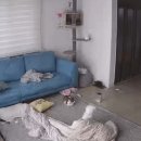[강아지][고양이] 우리집 댕댕 자꾸 고앵 사료 훔쳐먹으려고 하노ㅡㅡ 이미지