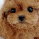 온퍼피 프리미엄 전주강아지분양 본점 이미지