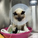 마가메디컬 네이버블로그