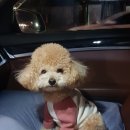 해피펫클럽 이미지