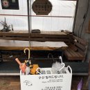 곶자왈 | 제주 환상숲곶자왈 숲해설 후기 - 지적 호기심 충족한 겨울 생태여행