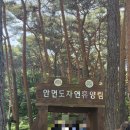 충남 태안 안면도자연휴양림 피톤치드 마시기 좋은 장소 후기
