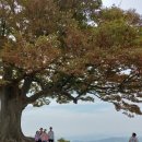 임천면가신리보건진료소 | 부여 서울농장 성흥산 가림성 사랑나무