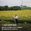 더좋은제주