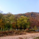 나무숲소 이미지