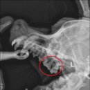 상일 쓰담쓰담 동물병원 이미지