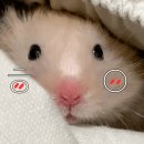 자잠림 료칸 이미지