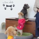 왈왈 살롱 이미지