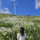 (주)강원랜드수영장 | 24년 6월 일상 기록 (육백마지기 샤스타데이지, 무릉별유천지 라벤더축제 후기 포함)