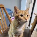 가마치통닭 토곡점 이미지