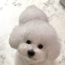 그루멍캡틴 이미지