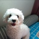 (단기)반려동물미용사(자격증) 이미지