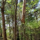 대성암 갈림길 이미지