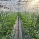 햇살그린농장 이미지