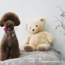 아모르디 이미지